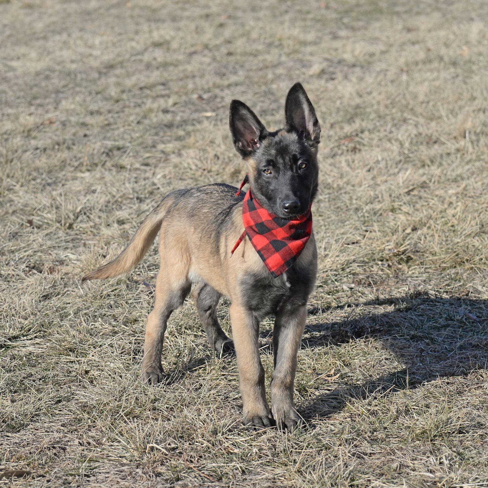 Enlarge Echo, a Adoptable Belgian Shepherd / Malinois in Gretna, NE image 3/3