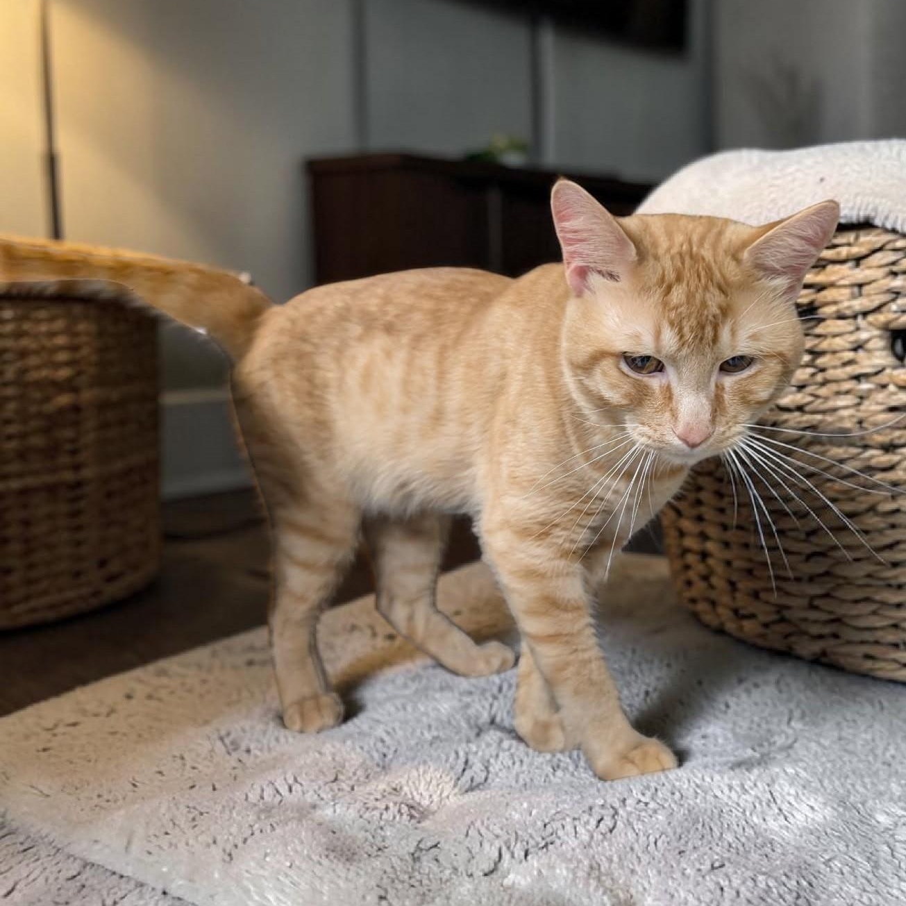 Mr. Mom, an adopted Tabby in Wilmington, OH image 3/3