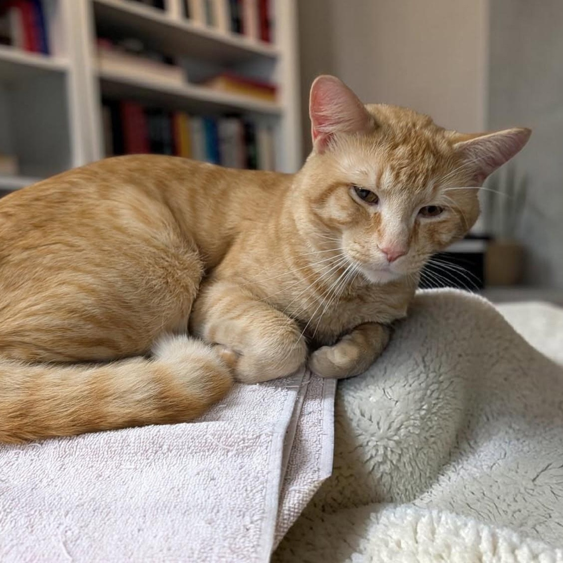 Mr. Mom, an adopted Tabby in Wilmington, OH image 2/3