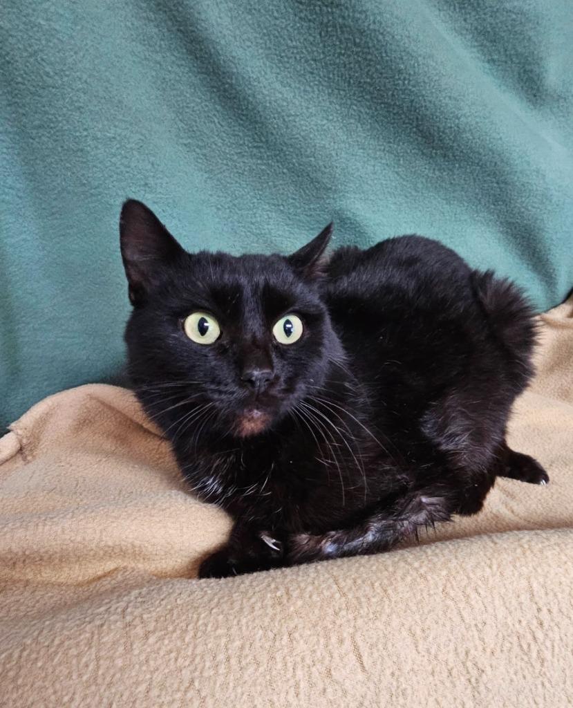 Ross, Adoptable, Young Male Domestic Short Hair.