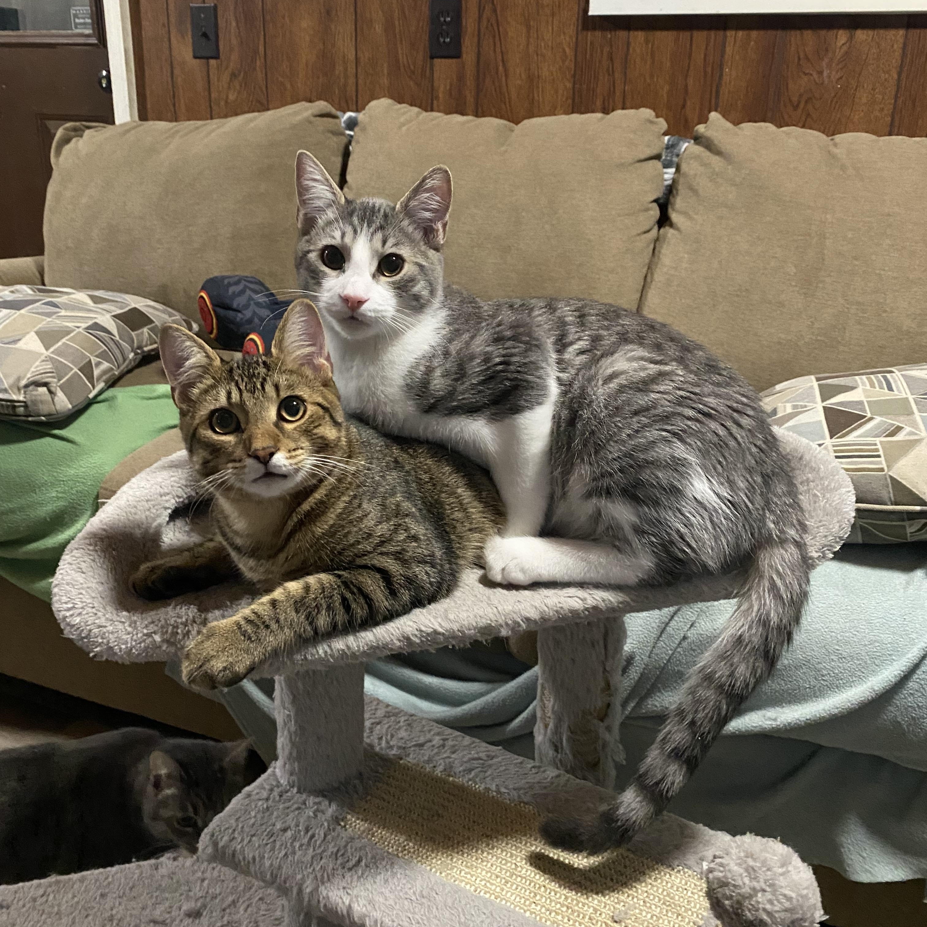 Mango, Adoptable, Young Male Domestic Short Hair.