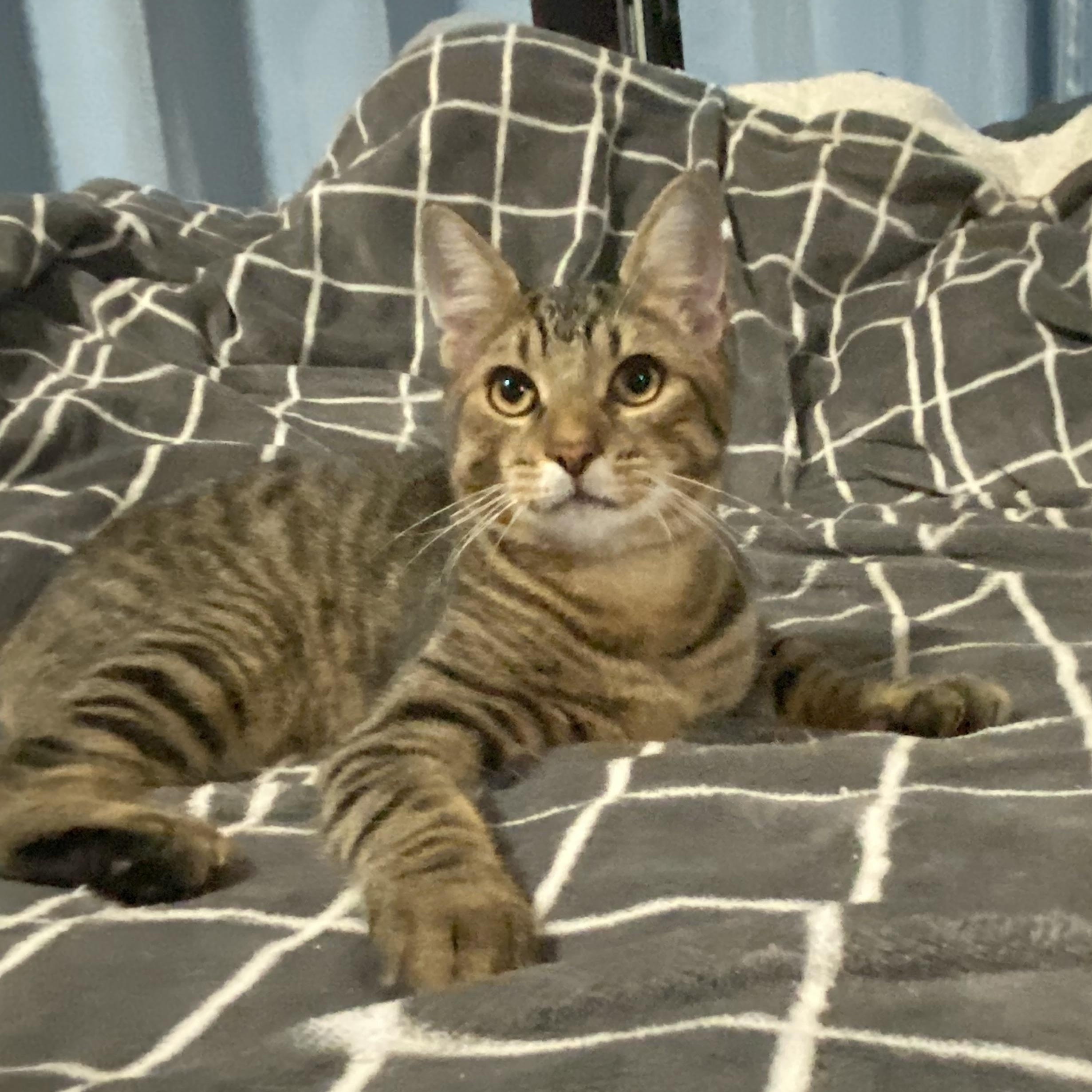 Mango, Adoptable, Young Male Domestic Short Hair.