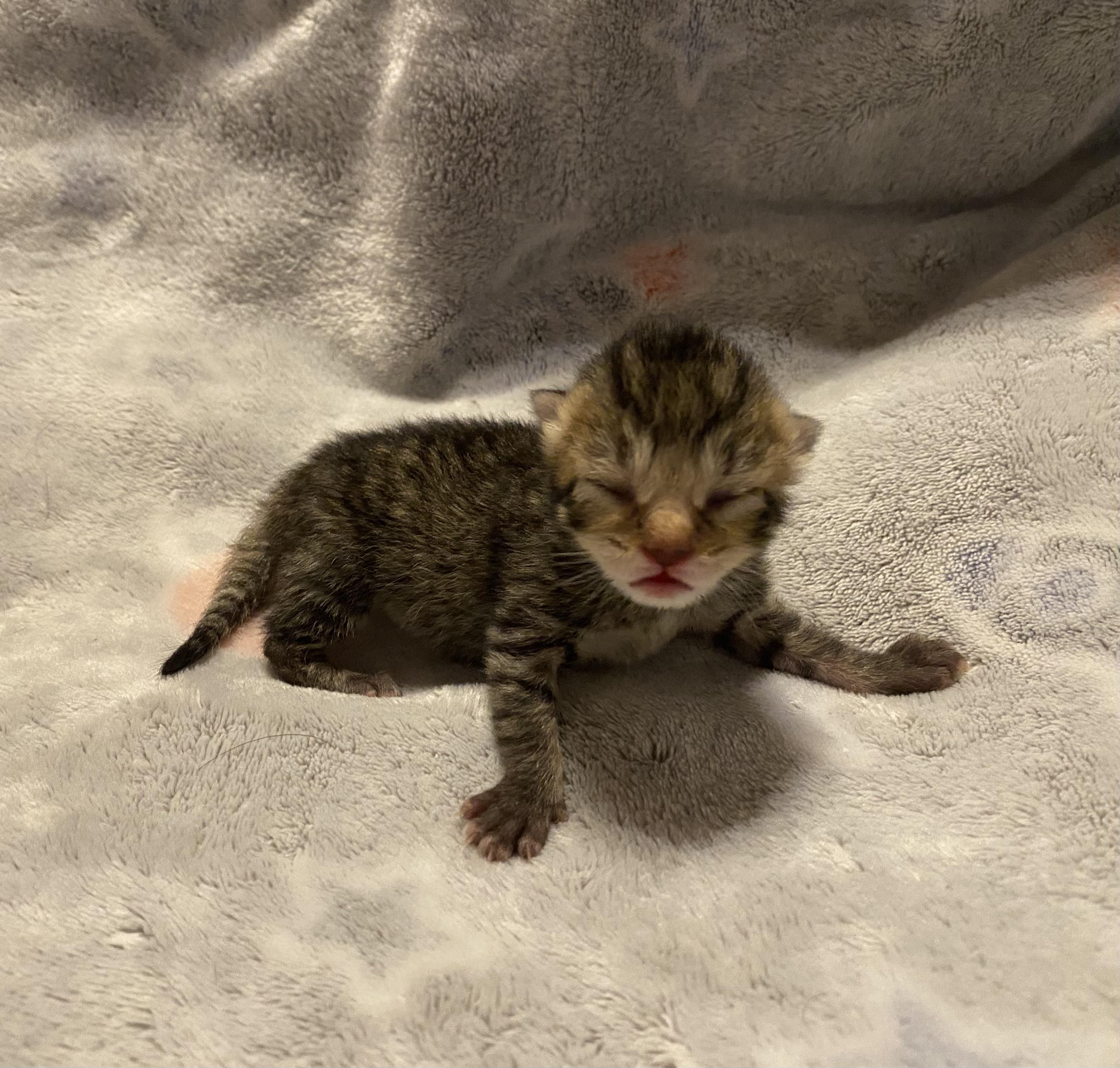 Enlarge Mango, a Adoptable Domestic Short Hair in Douglas, MA image 3/5