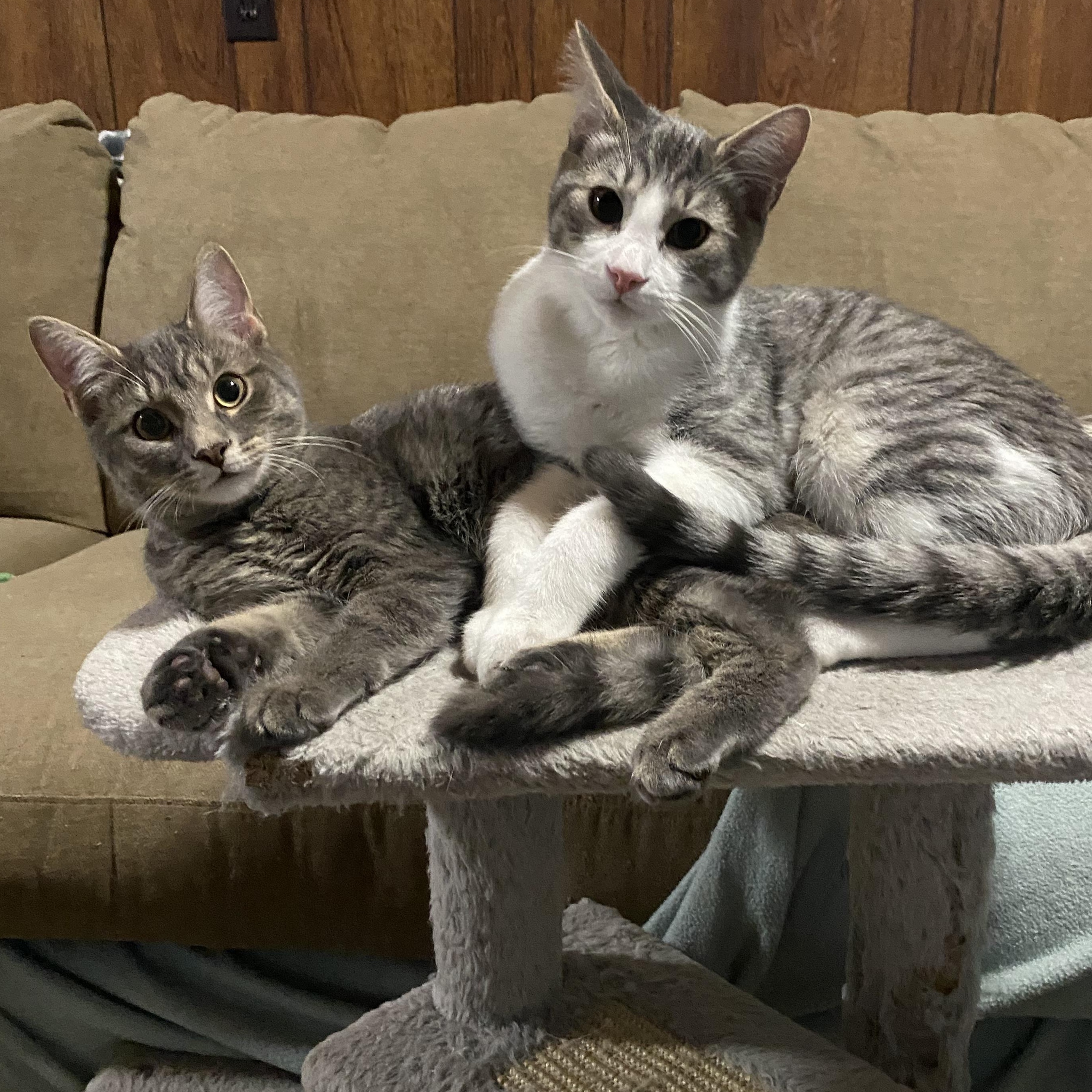 Enlarge Mango, a Adoptable Domestic Short Hair in Douglas, MA image 4/5