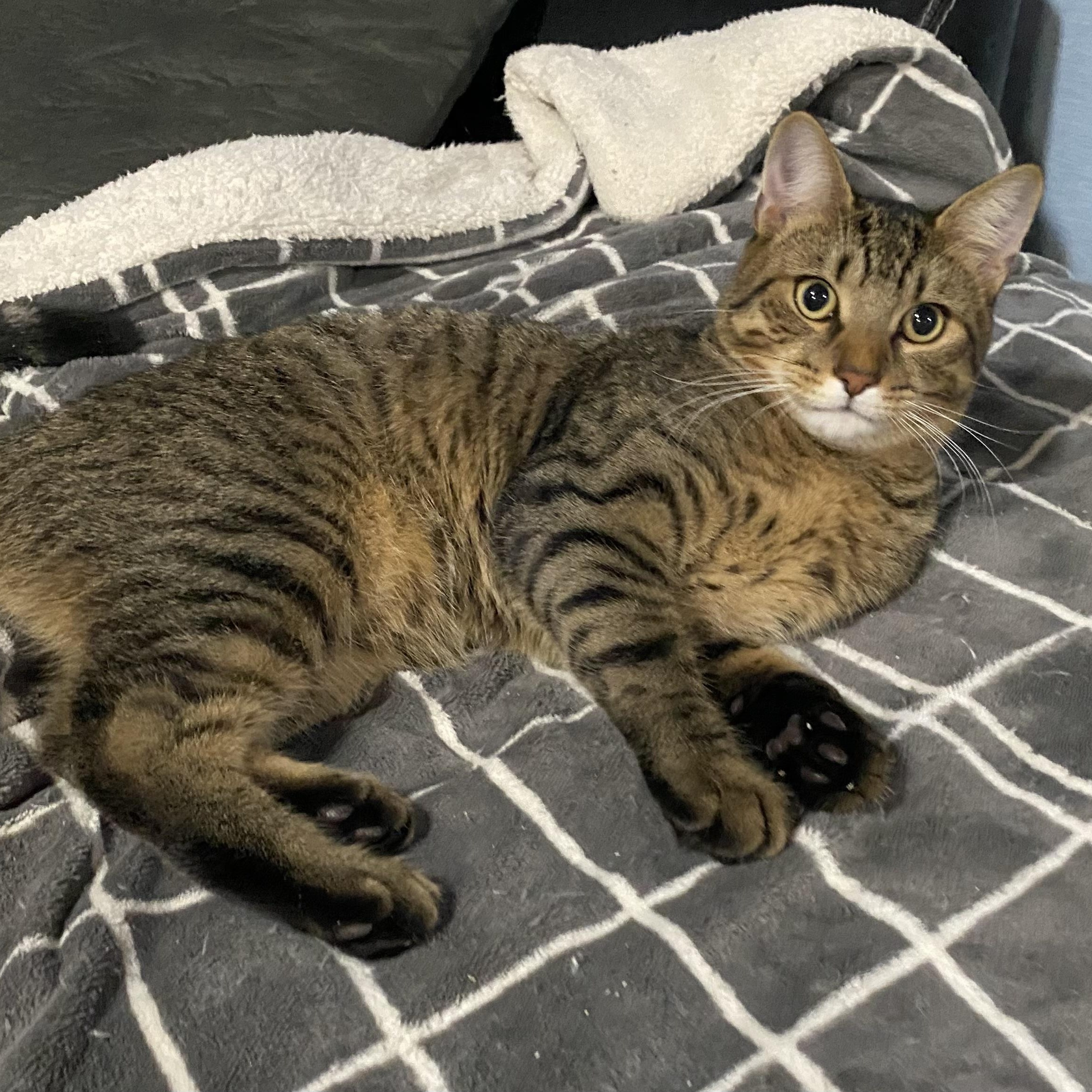 Enlarge Mango, a Adoptable Domestic Short Hair in Douglas, MA image 5/5