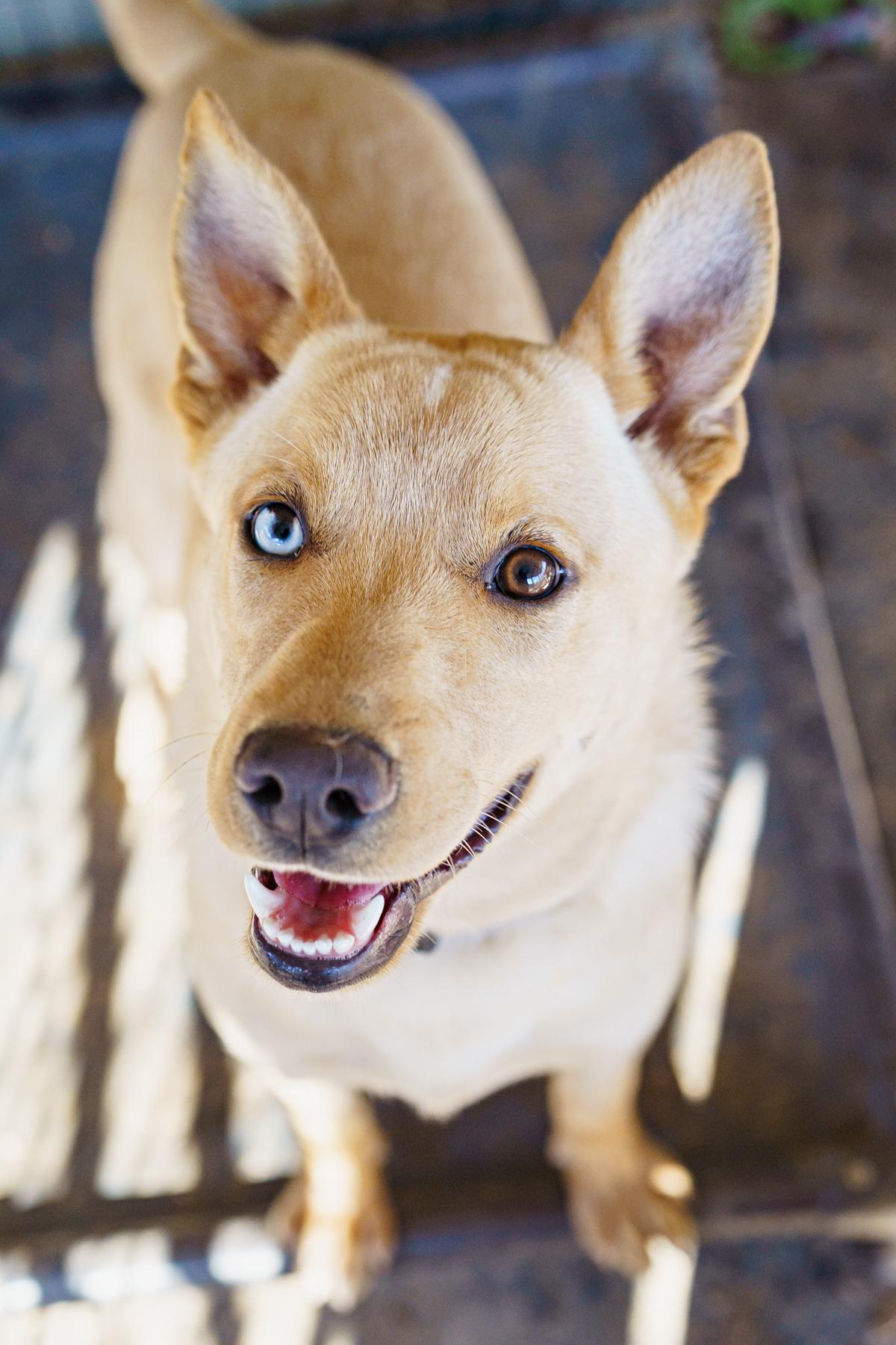 August, an adoptable Labrador Retriever, Australian Shepherd in LAMPASAS, TX, 76550 | Photo Image 2
