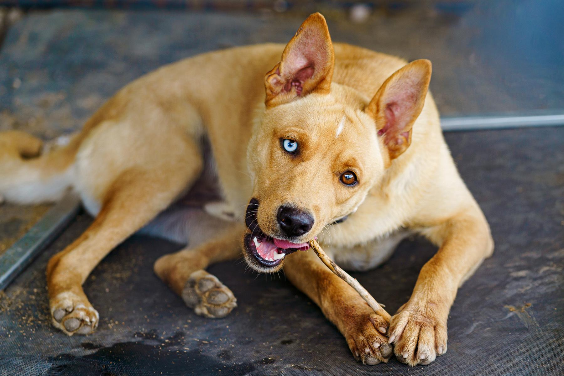 Enlarge August, a Adoptable mixed breed in LAMPASAS, TX image 1/6
