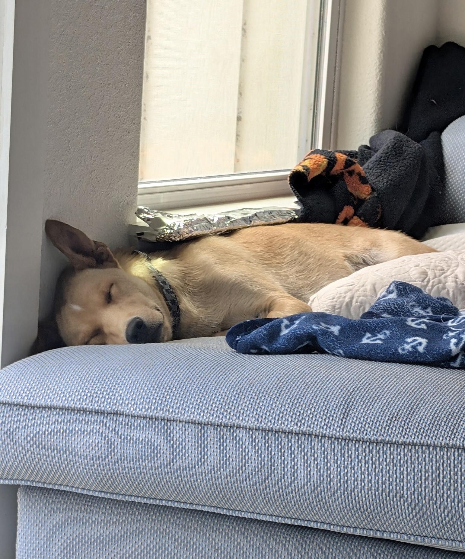 August, an adoptable Australian Shepherd, Labrador Retriever in LAMPASAS, TX, 76550 | Photo Image 3