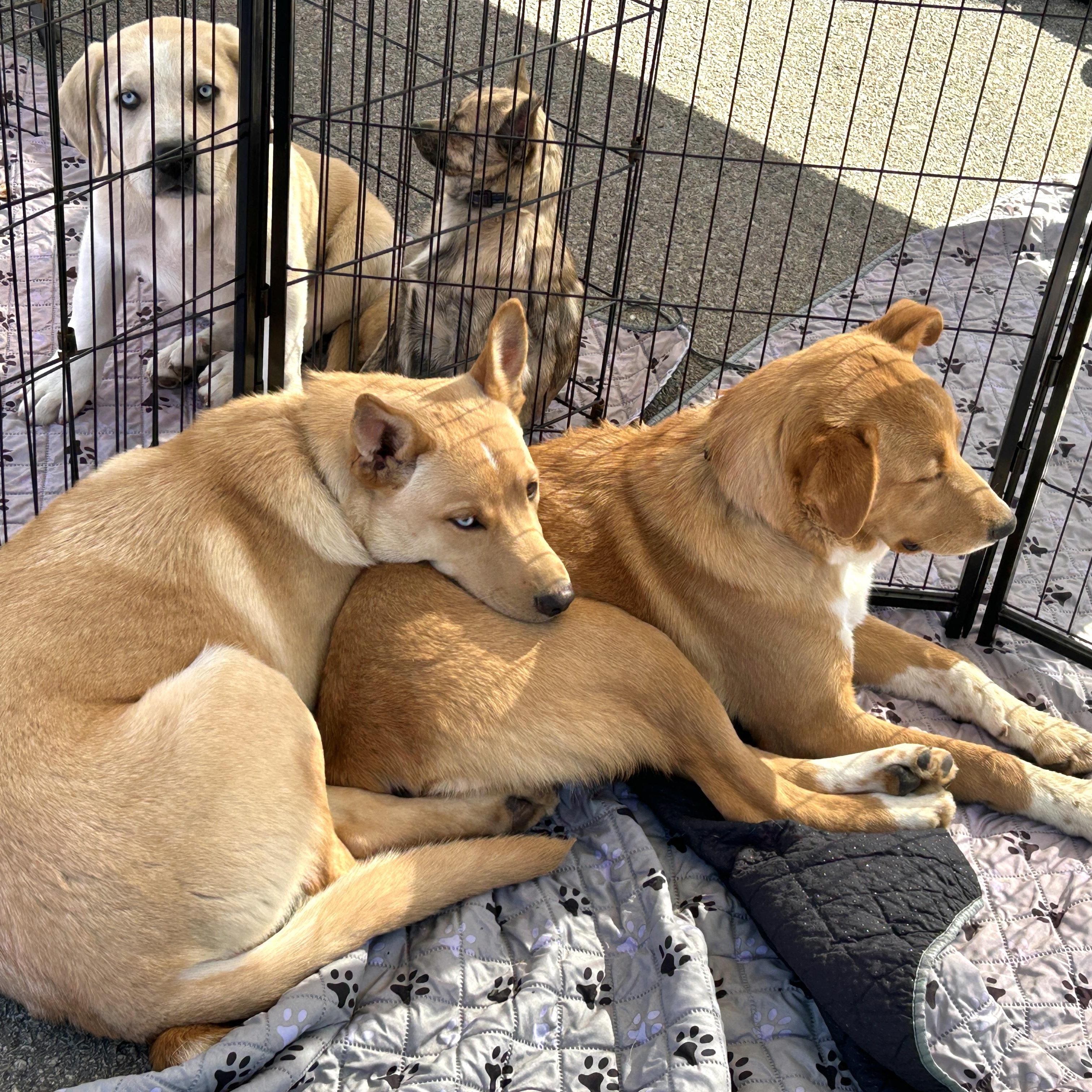 August, Adoptable, Young Male Golden Retriever & Australian Shepherd.
