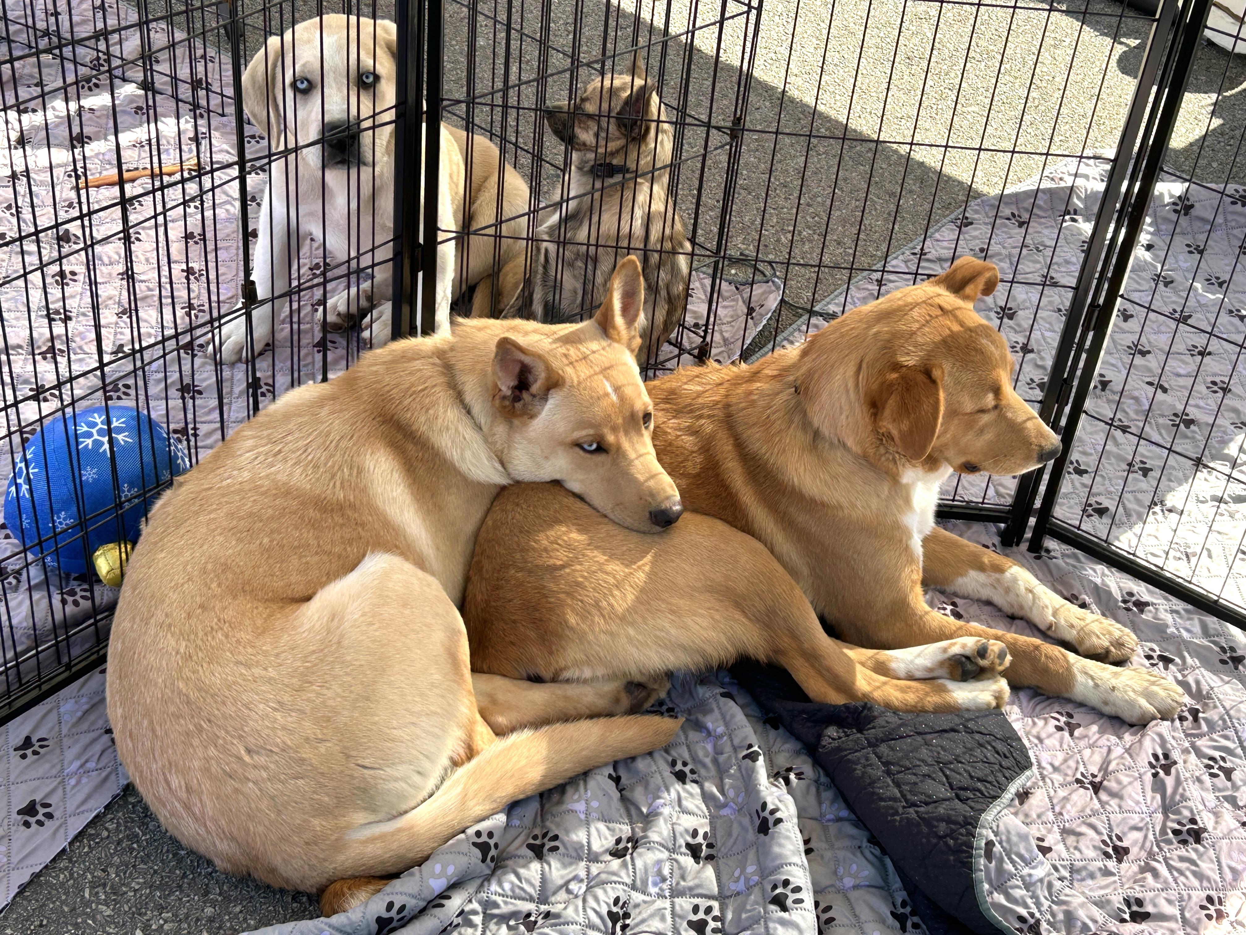 Enlarge August, a Adoptable mixed breed in LAMPASAS, TX image 5/6