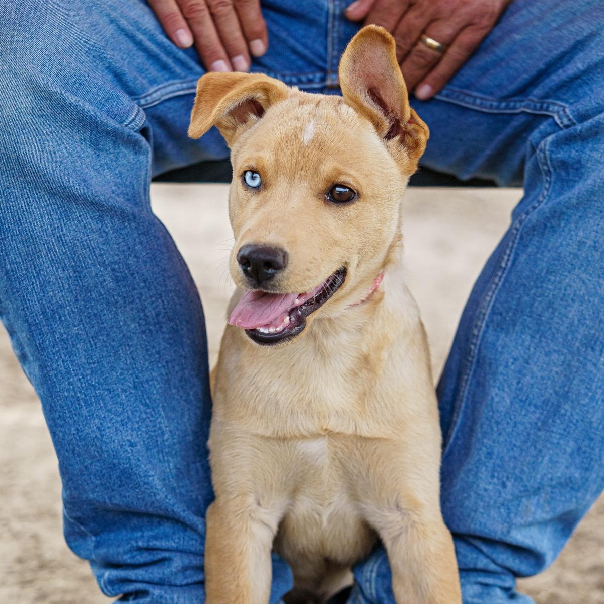Enlarge August, a Adoptable mixed breed in LAMPASAS, TX image 6/6