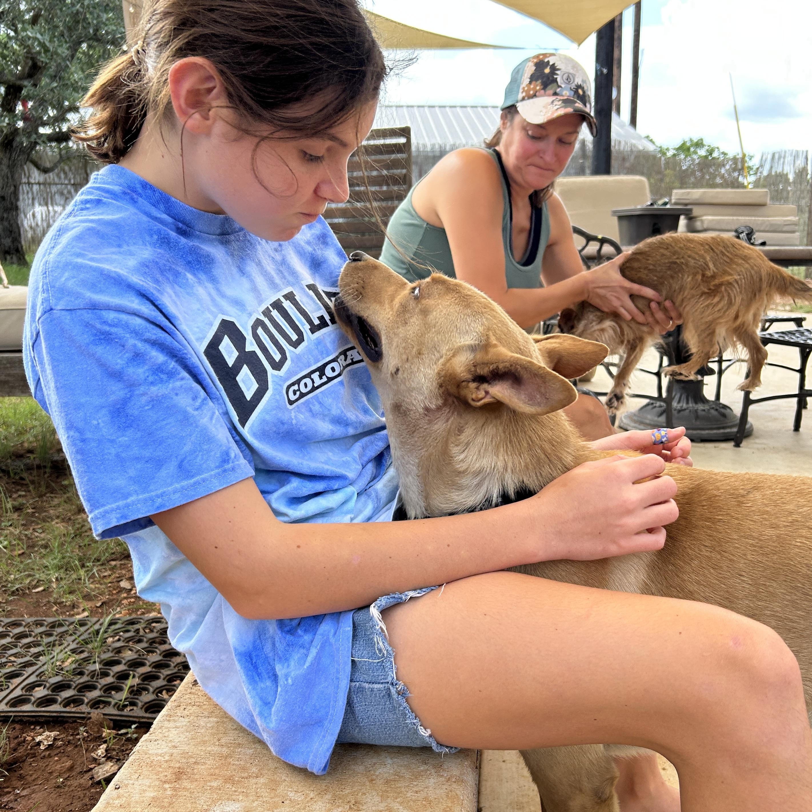 Enlarge August, a Adoptable mixed breed in LAMPASAS, TX image 2/6