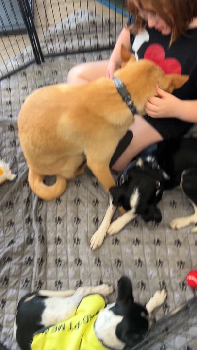 Enlarge August, a Adoptable mixed breed in LAMPASAS, TX video 4/6