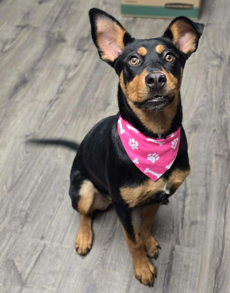 Baby Girl, Adoptable, Young Female Rottweiler.