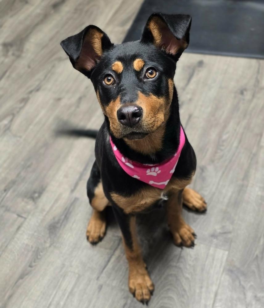 Baby Girl, a Adoptable mixed breed in Sedalia, CO image 2/5
