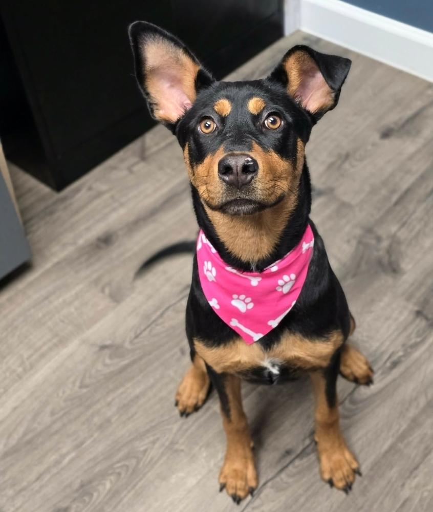 Baby Girl, a Adoptable mixed breed in Sedalia, CO image 3/5