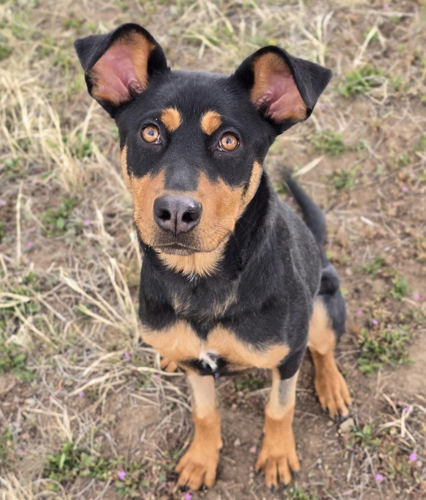 Baby Girl, a Adoptable mixed breed in Sedalia, CO image 4/5