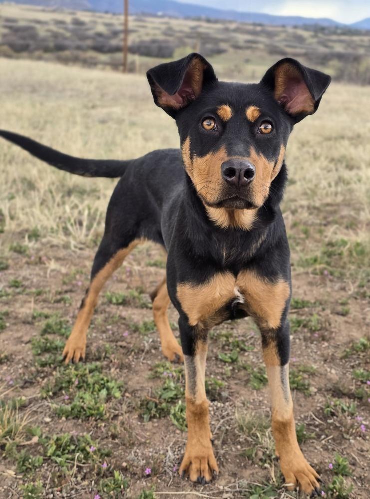Baby Girl, a Adoptable mixed breed in Sedalia, CO image 5/5