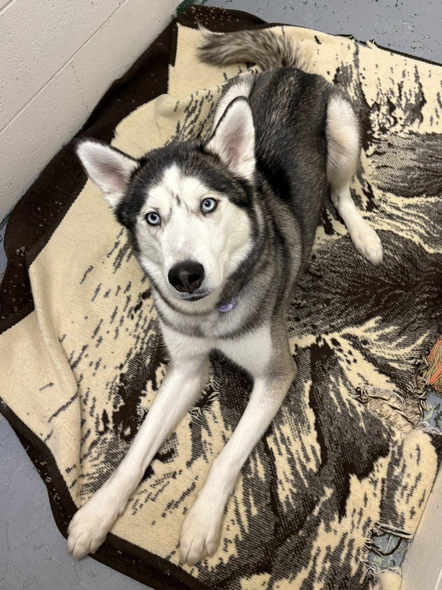 Bailey, ADOPTABLE, Young Female Husky.