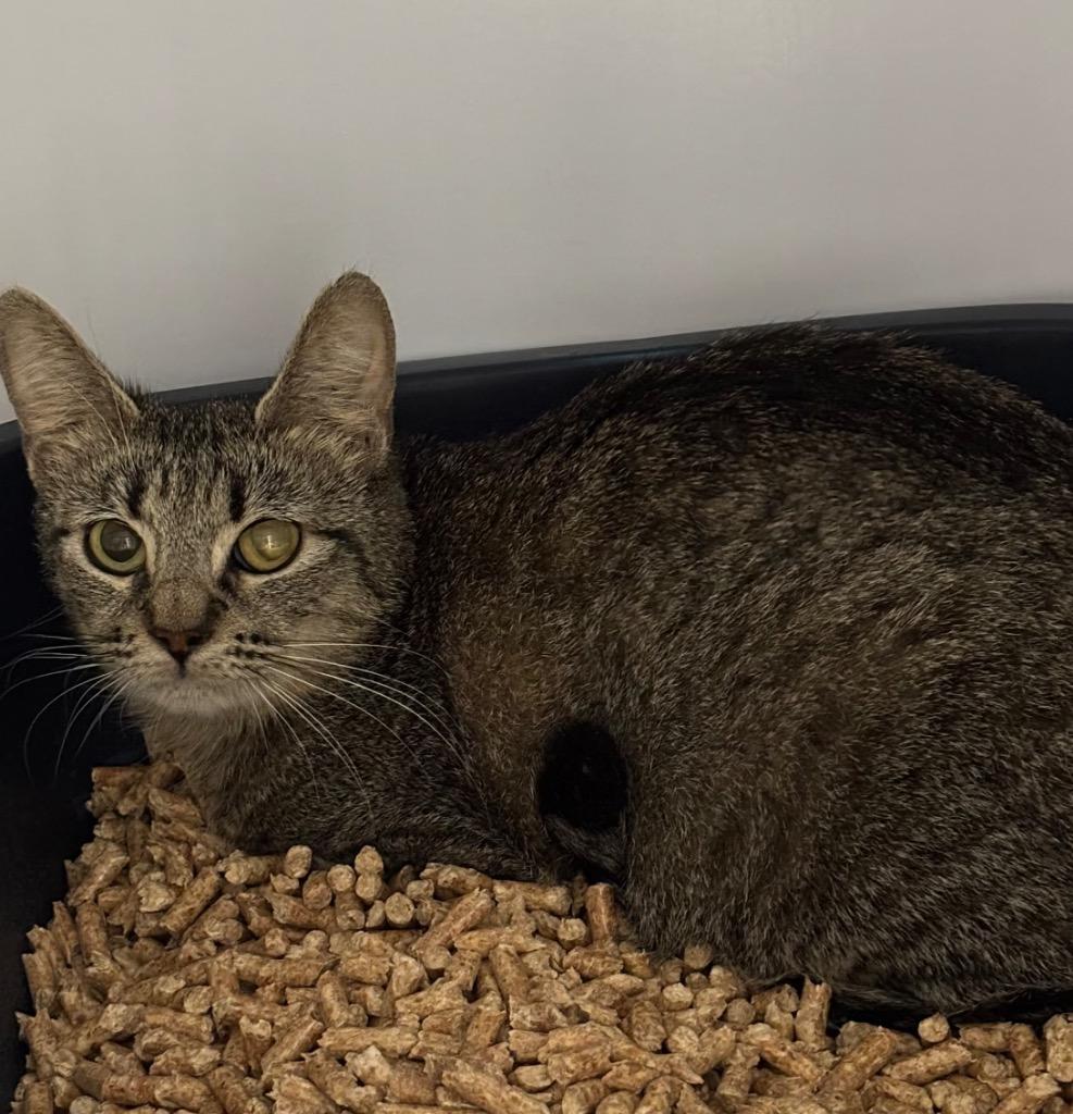 Mama Yimir, Adoptable, Young Female Domestic Short Hair.