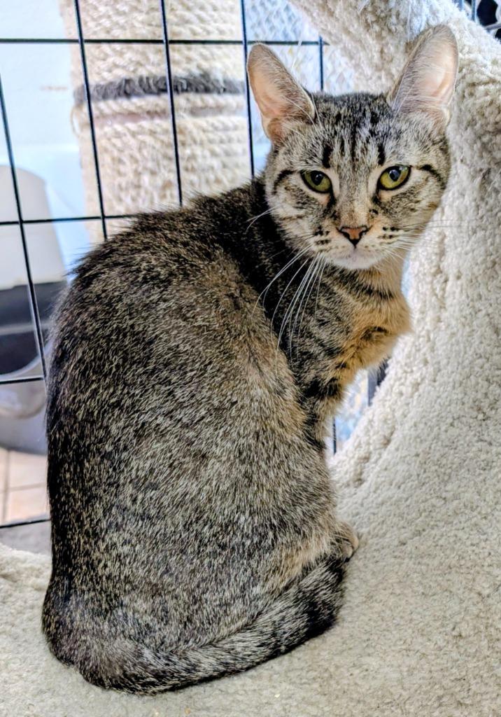 Mama Yimir, a Adoptable mixed breed in Peoria, AZ image 2/2