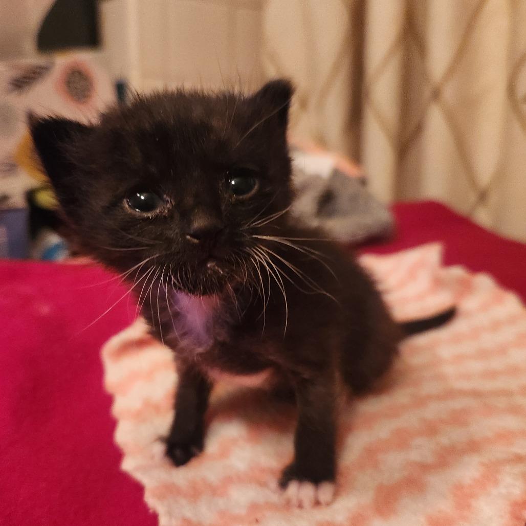 Enlarge Tater, a Adoptable Domestic Short Hair in Long Beach, CA image 1/4