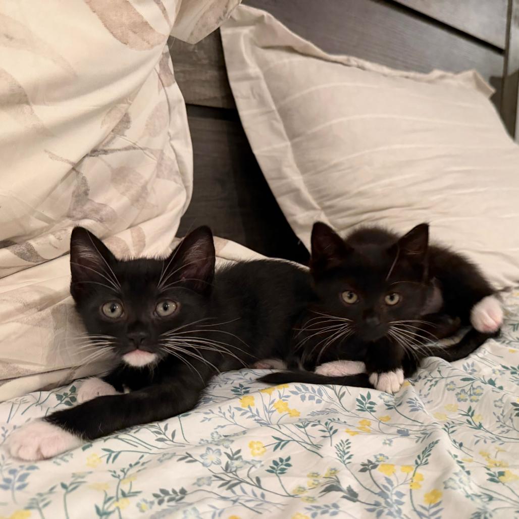 Enlarge Tater, a Adoptable Domestic Short Hair in Long Beach, CA image 2/4