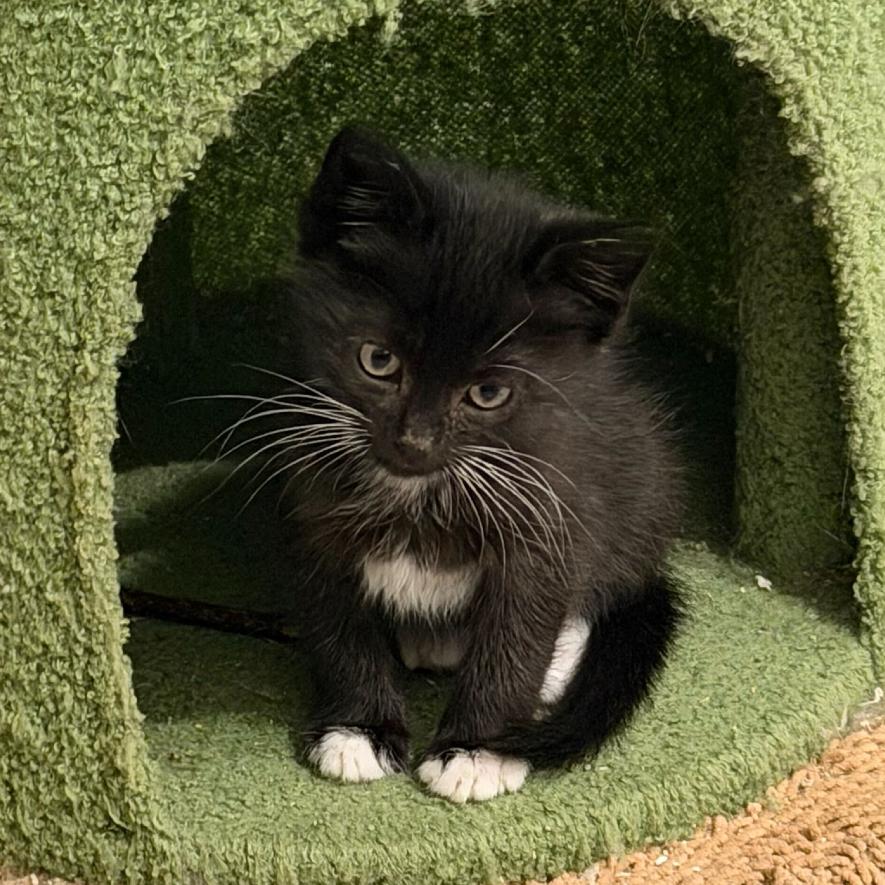 Enlarge Tater, a Adoptable Domestic Short Hair in Long Beach, CA image 4/4