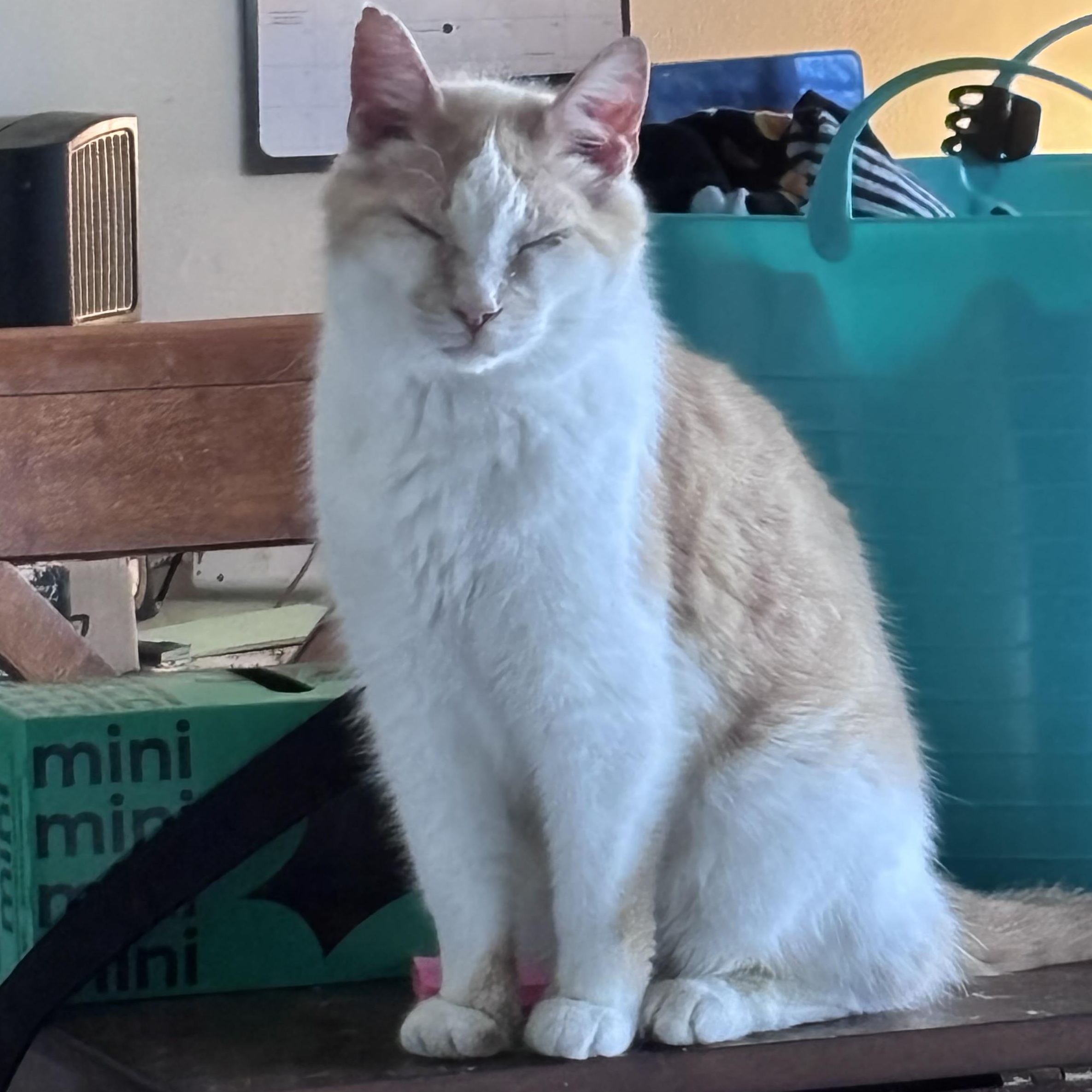 Enlarge Oliver, a ADOPTABLE Domestic Short Hair in Kirklin, IN image 2/4