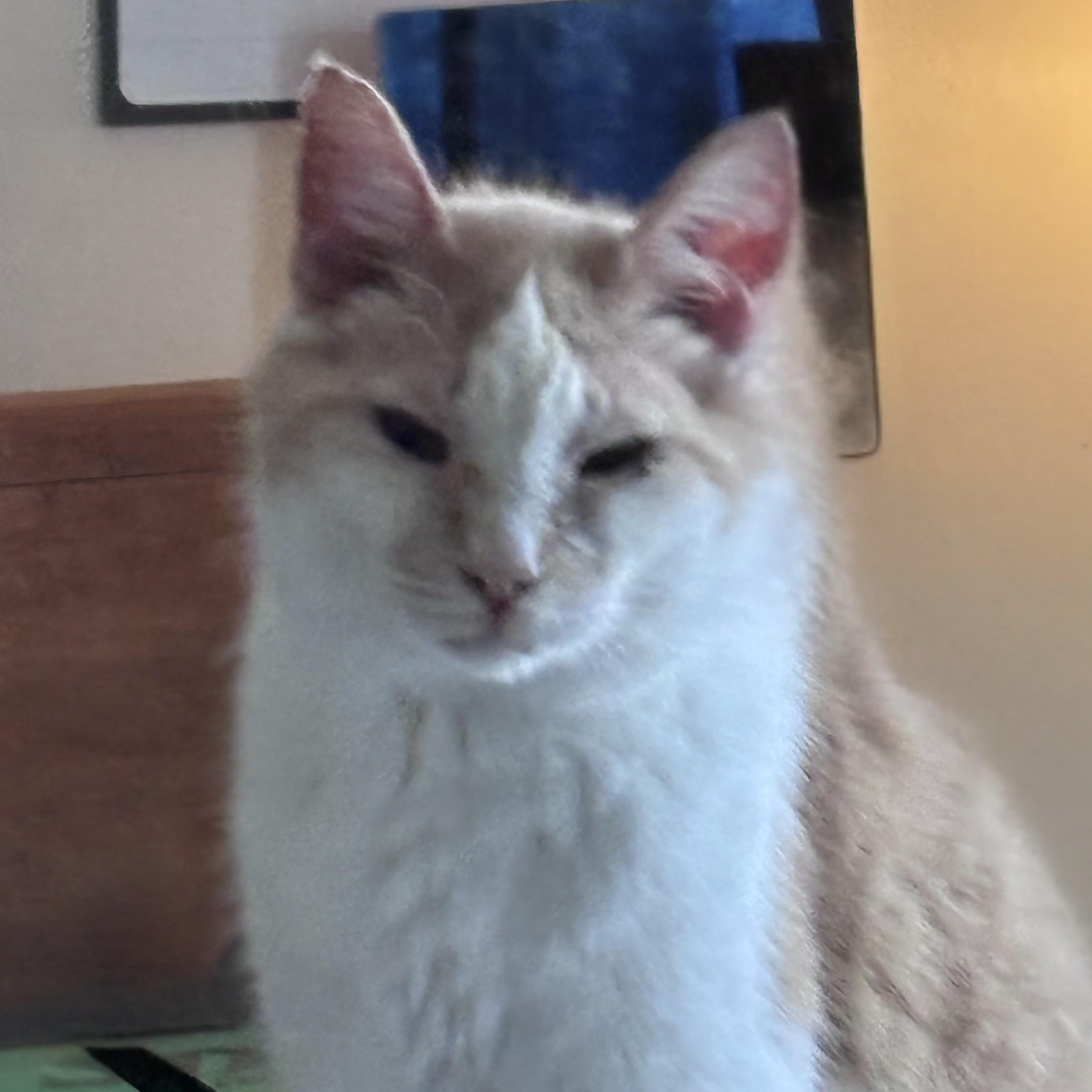 Oliver, ADOPTABLE, Adult Male Domestic Short Hair.