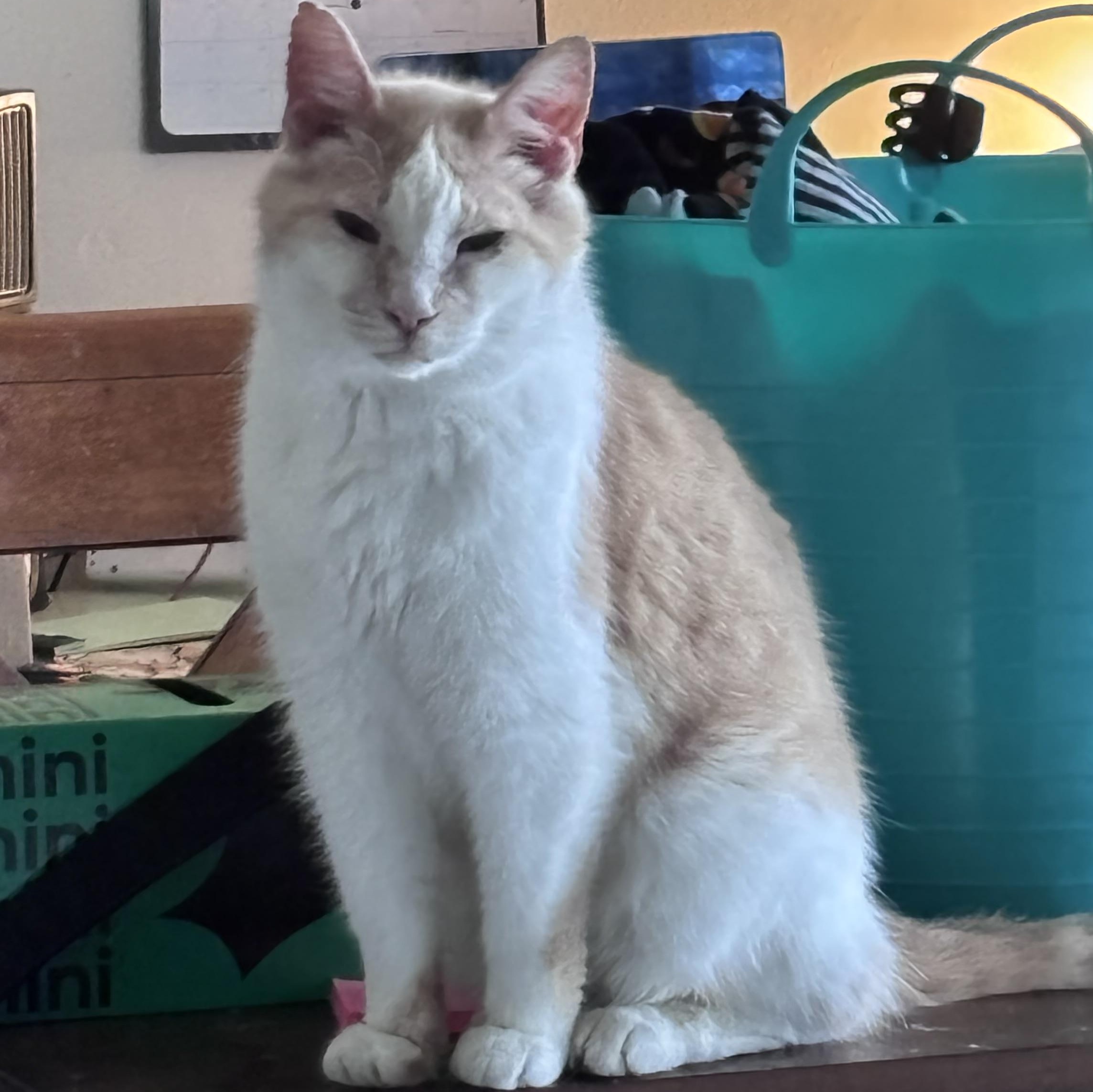 Enlarge Oliver, a ADOPTABLE Domestic Short Hair in Kirklin, IN image 4/4