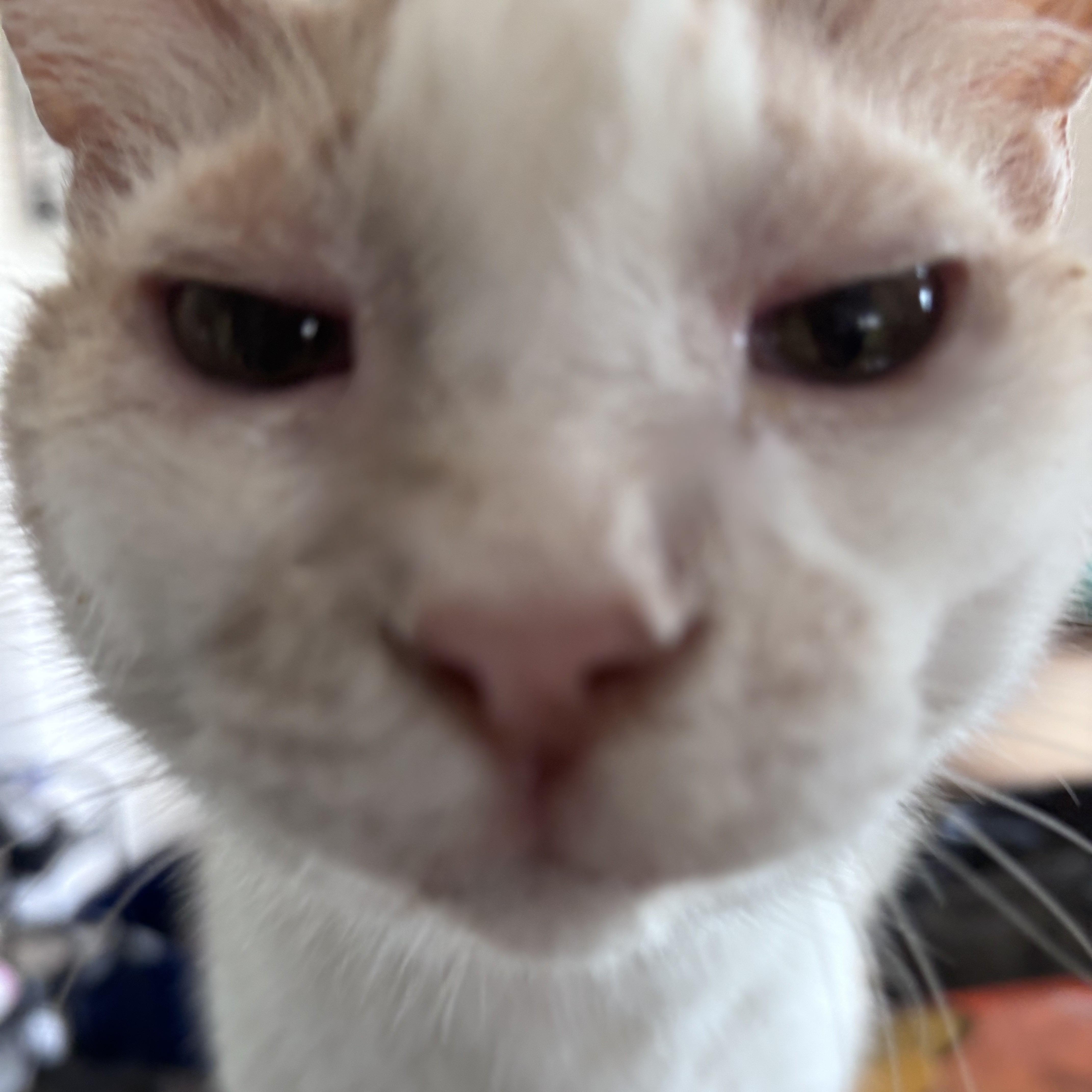 Enlarge Oliver, a ADOPTABLE Domestic Short Hair in Kirklin, IN image 3/4