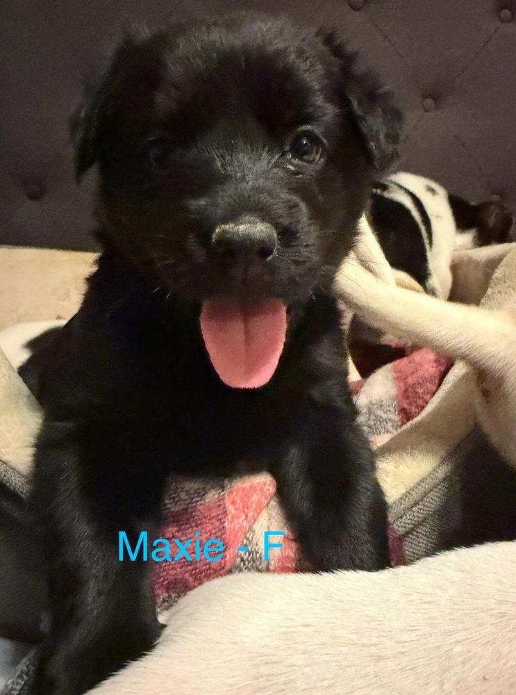 Enlarge Maxie, a Adoptable mixed breed in Cheektowaga, NY image 1/1