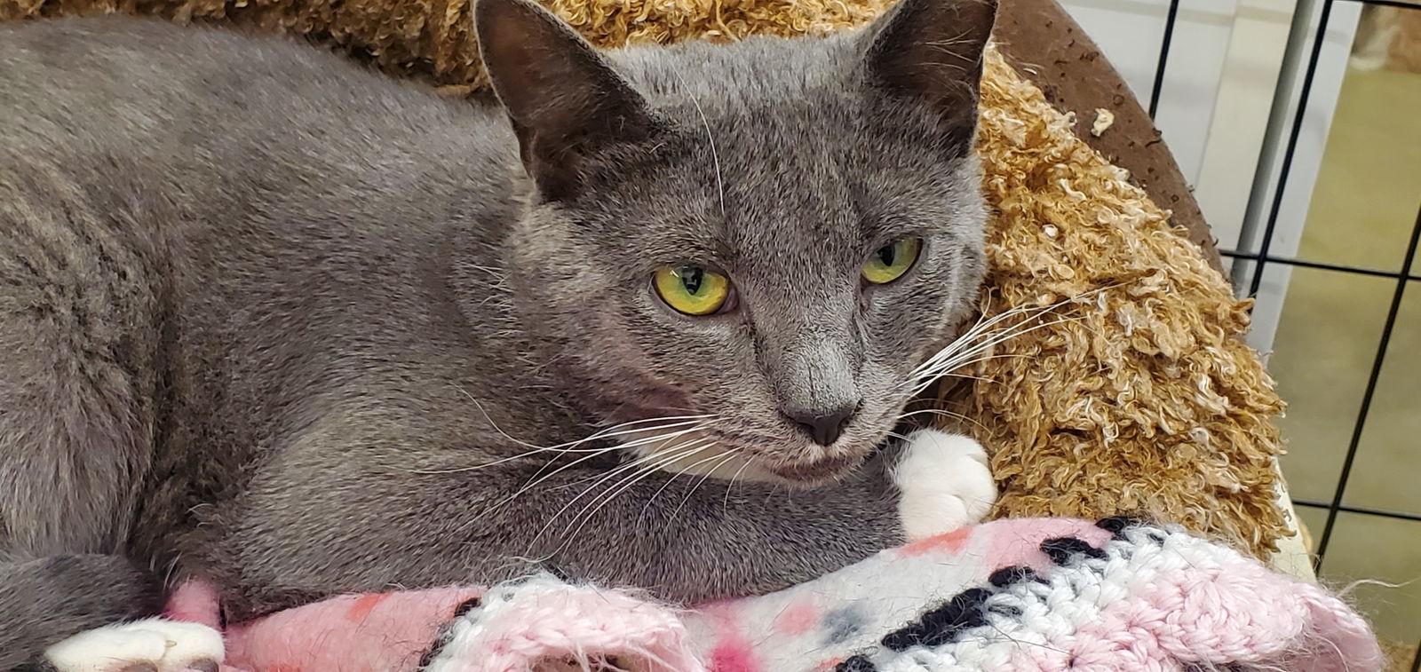 THYME, Adoptable, Adult Female Domestic Short Hair.