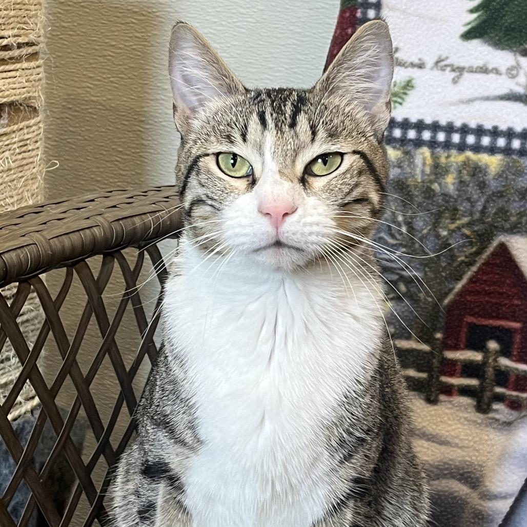 Stark, a Adoptable Domestic Short Hair image 1/5