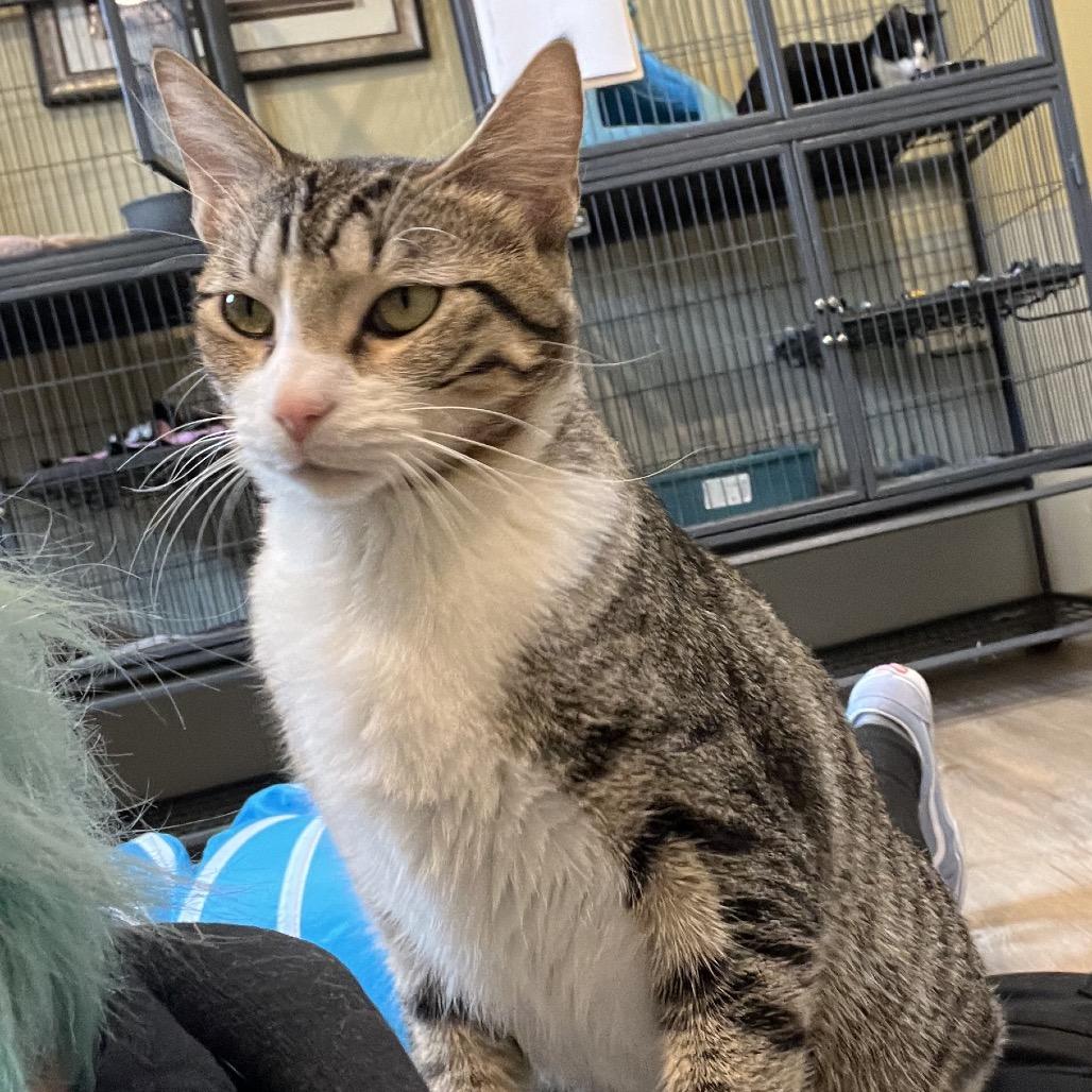 Stark, a Adoptable Domestic Short Hair image 2/5