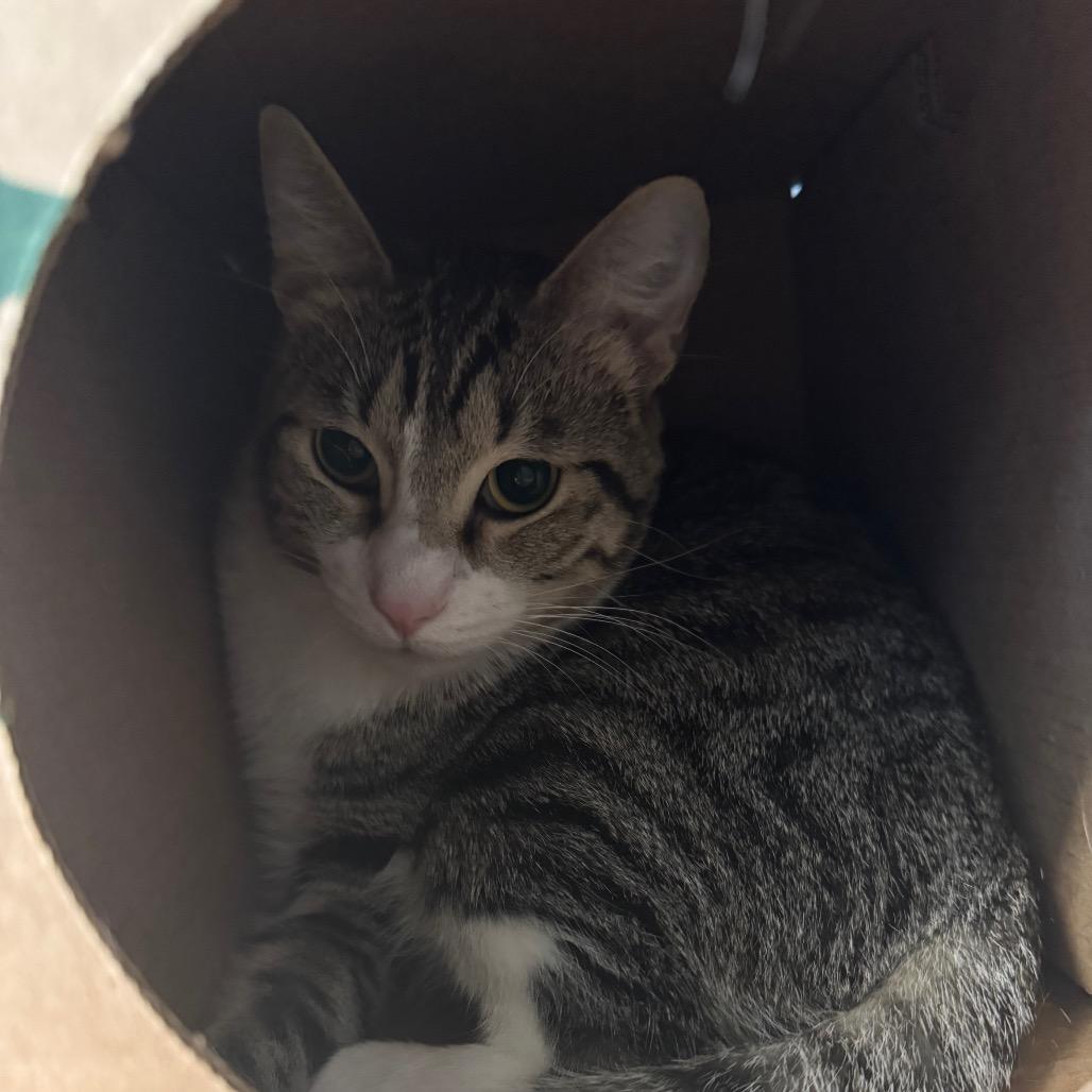 Stark, a Adoptable Domestic Short Hair image 3/5