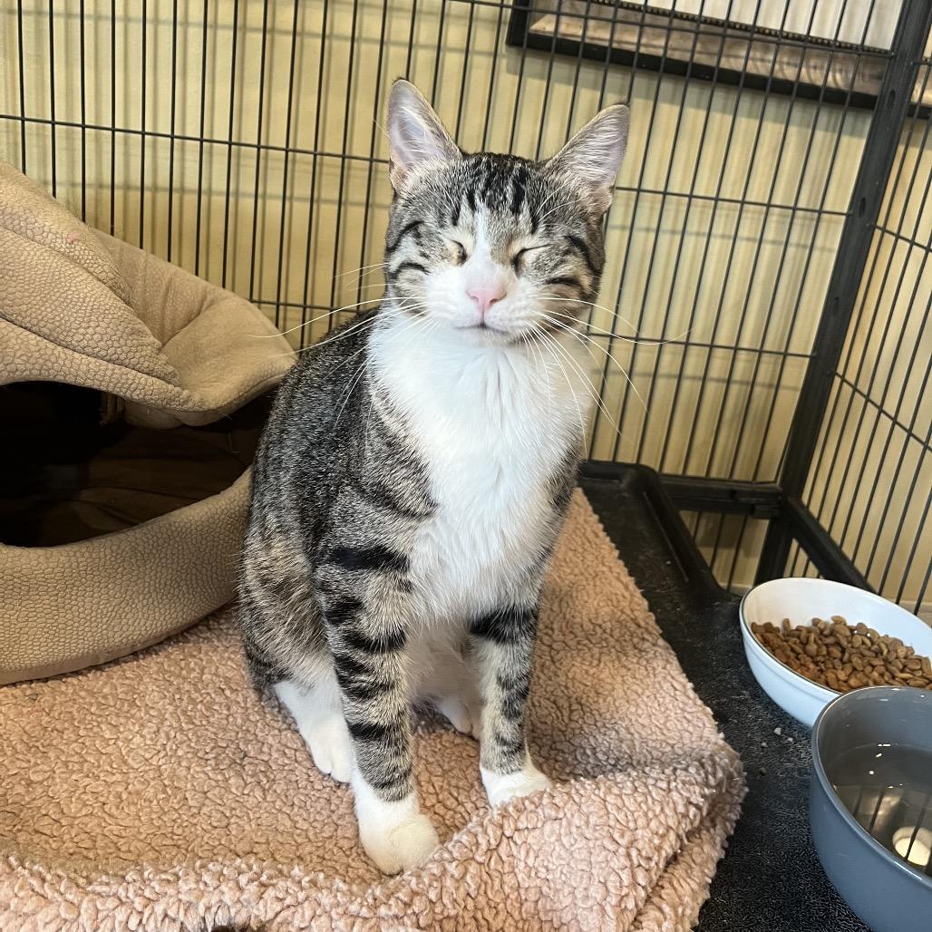 Stark, a Adoptable Domestic Short Hair image 4/5