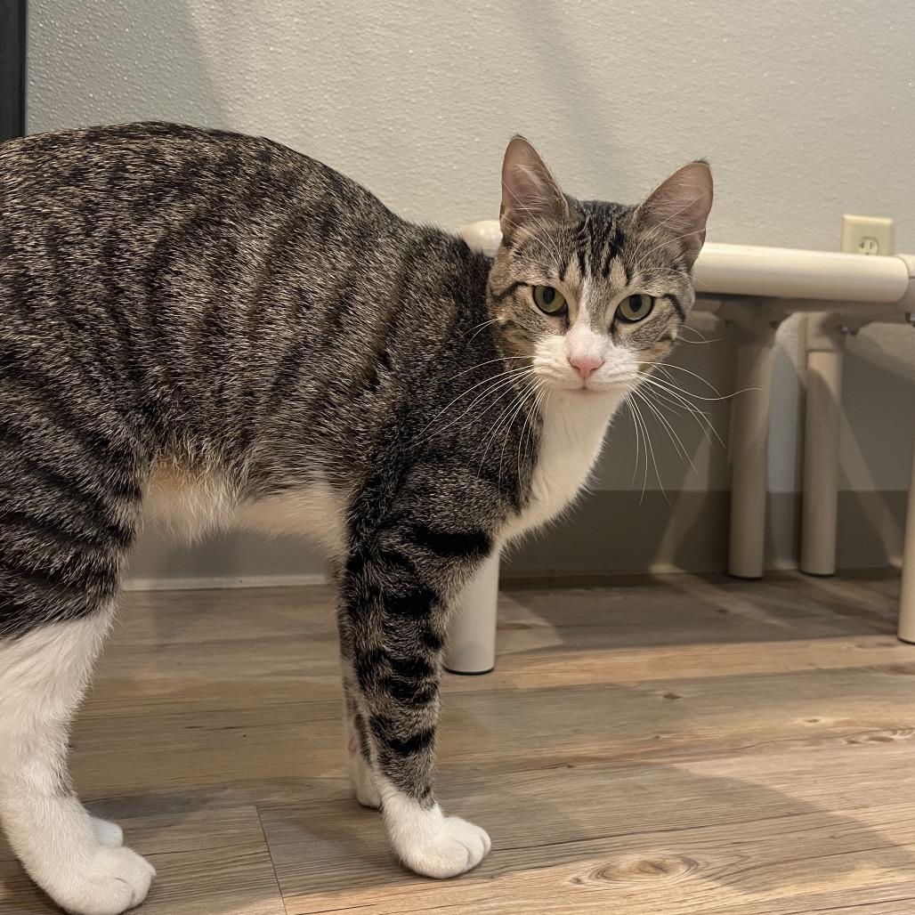 Stark, a Adoptable Domestic Short Hair image 5/5