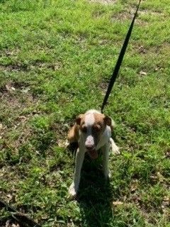 Jade B2023004, Adopted, Puppy Female Black Mouth Cur & Labrador Retriever.