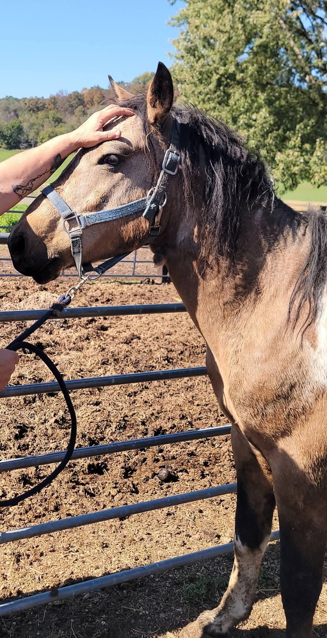 Enlarge Gelding, a Adoptable Standardbred in Richland Center, WI image 1/2