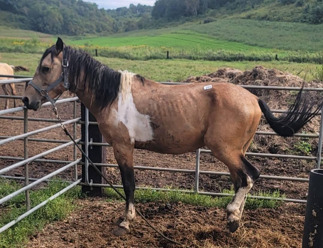 Enlarge Gelding, a Adoptable Standardbred in Richland Center, WI image 2/2