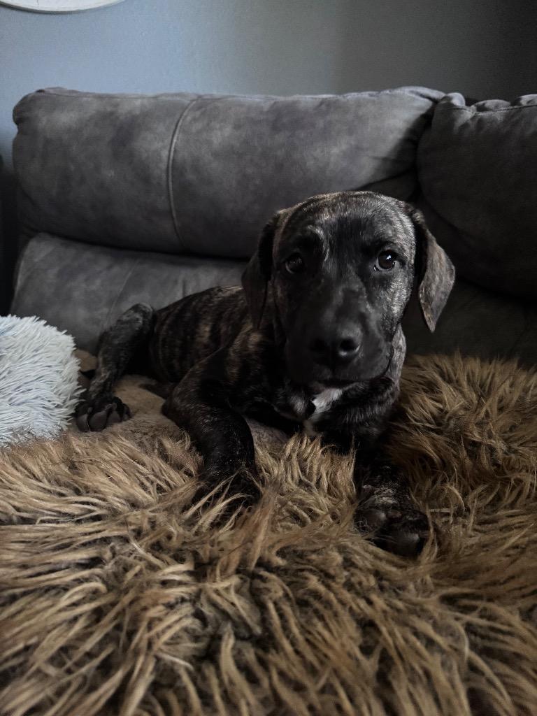 Peanut Butter, Adoptable, Puppy Male Hound.