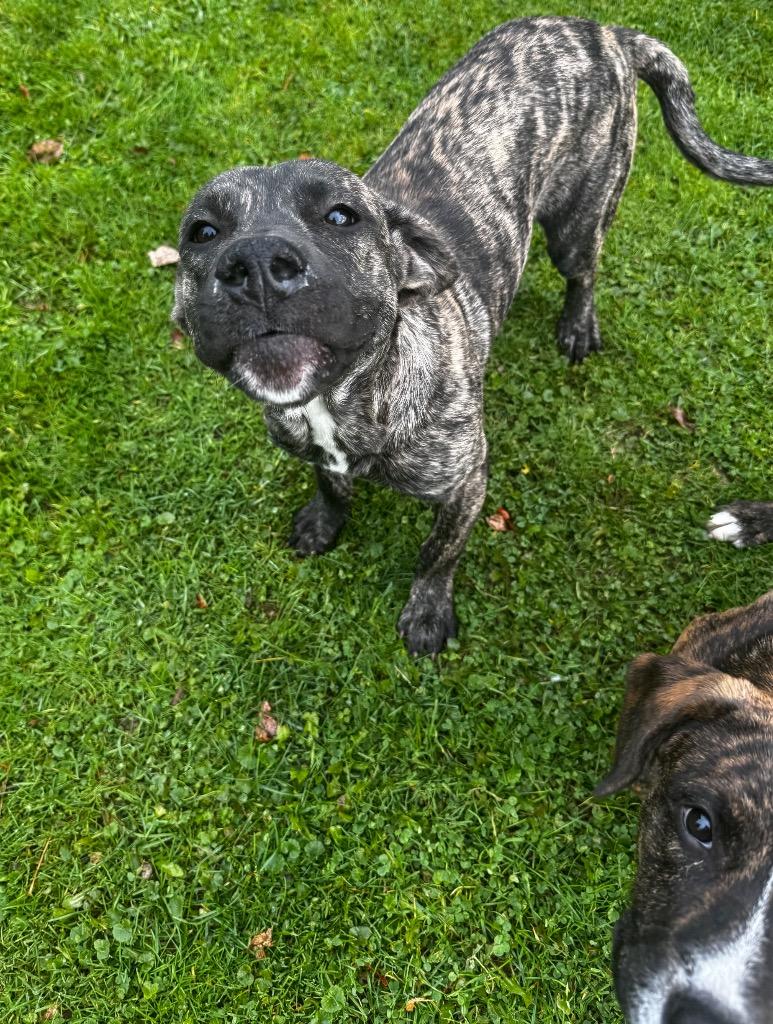 Peanut Butter, Adoptable, Young Male Hound.