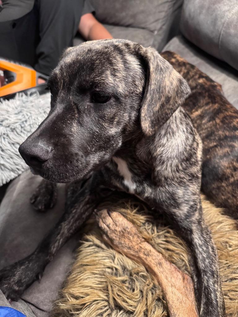 Peanut Butter, a Adoptable mixed breed in Bristol, WI image 2/6