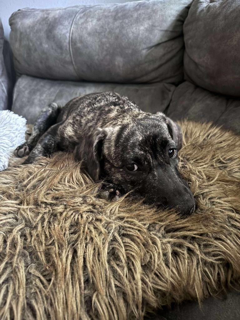 Peanut Butter, a Adoptable mixed breed in Bristol, WI image 3/6