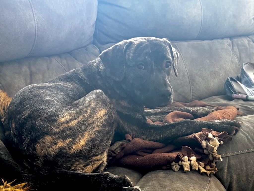 Peanut Butter, a Adoptable mixed breed in Bristol, WI image 4/6