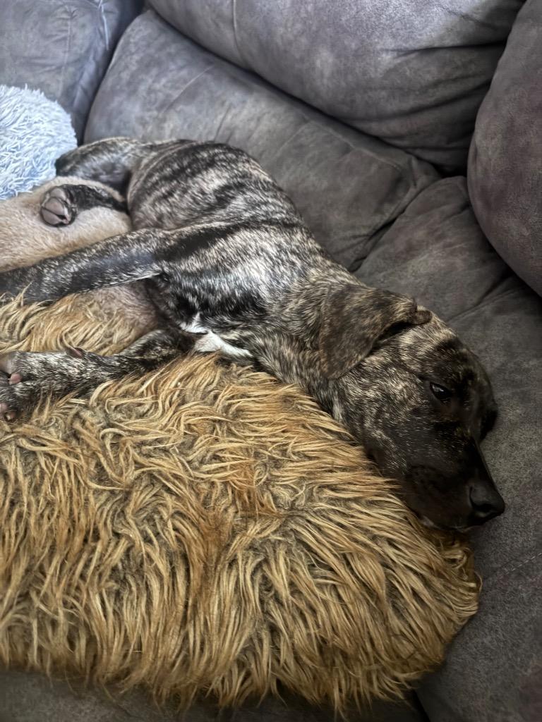 Peanut Butter, a Adoptable mixed breed in Bristol, WI image 3/5