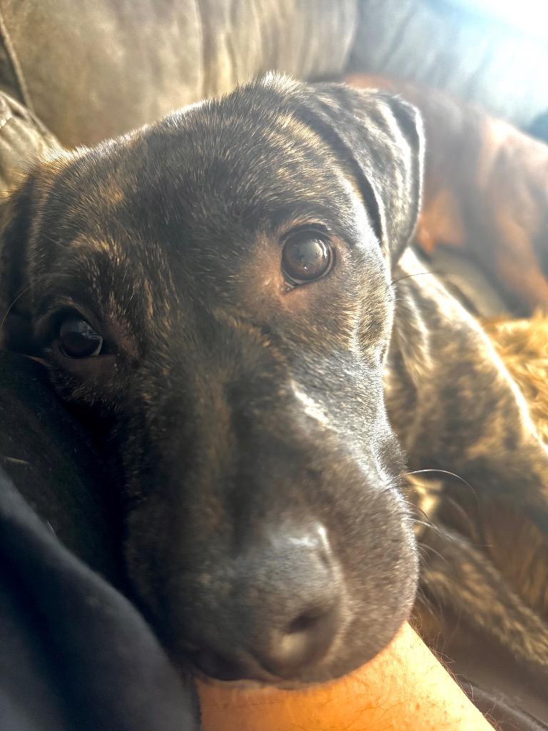 Peanut Butter, a Adoptable mixed breed in Bristol, WI image 5/6