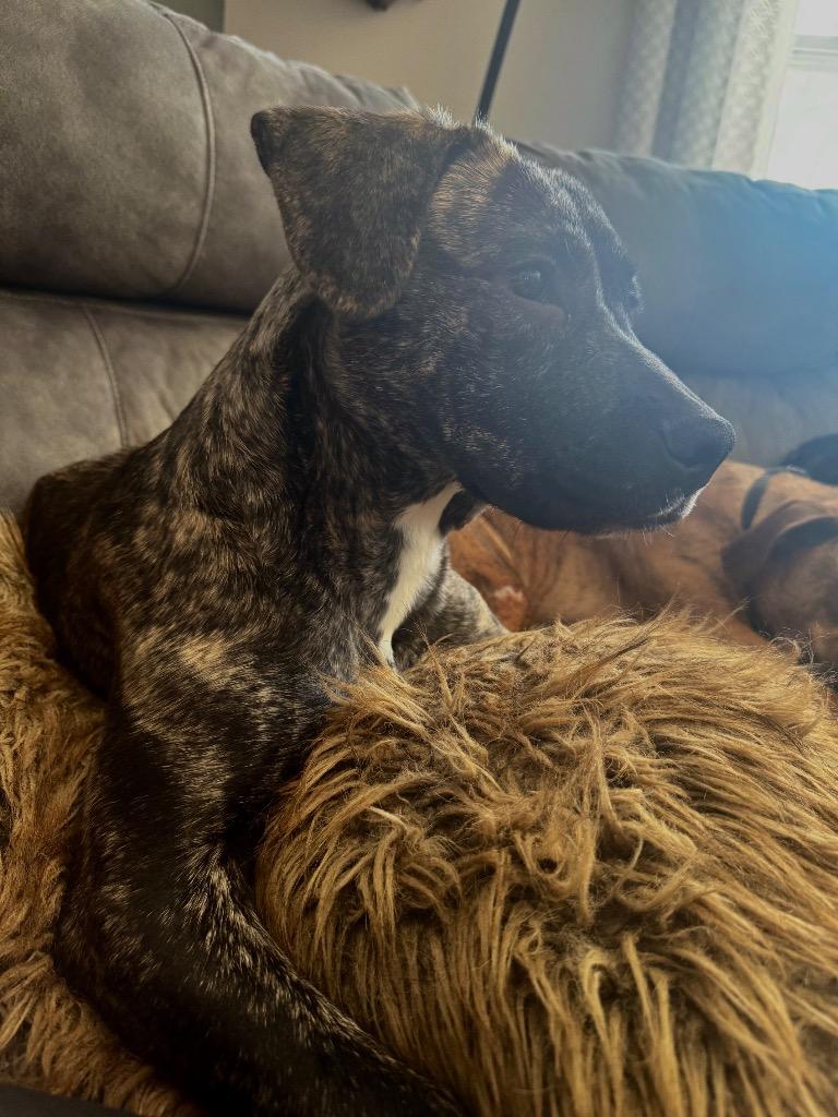 Peanut Butter, a Adoptable mixed breed in Bristol, WI image 6/6